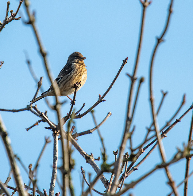 Reed bunting