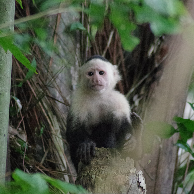 White-faced Capuchin