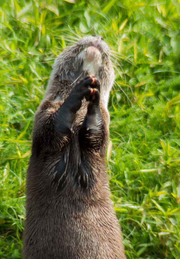 Otter