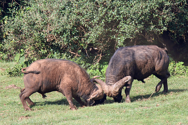 Fighting cape buffalo (Explored)