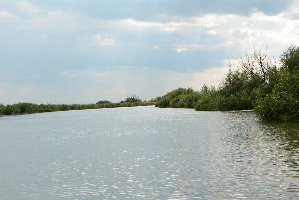 Один из рукавов дельты Дуная / One of the branches of the Danube delta