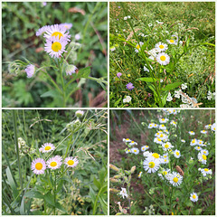 Einjähriges Berufkraut (Erigeron annuus)