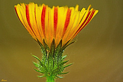 Les couleurs de la nature, même pour une fleur ...insignifiante