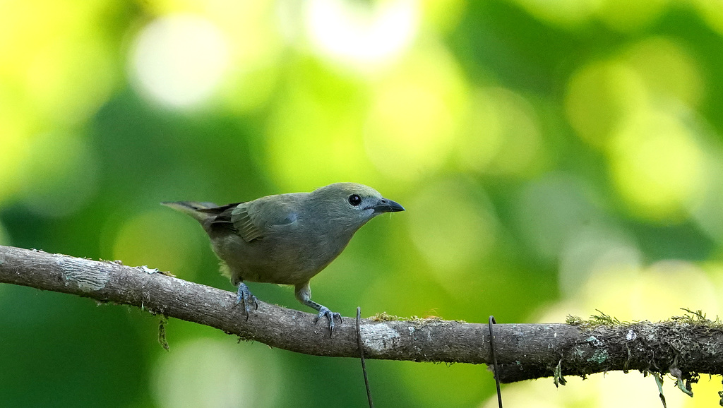 DSC01998a