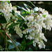 Pieris floribunda..........Bon mardi mes ami(e)s❤️