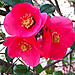 Japonica Blooming.