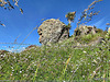 A Daisy Covered Hill.