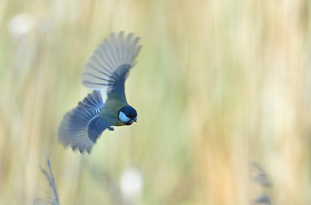 Mésange charbonnière