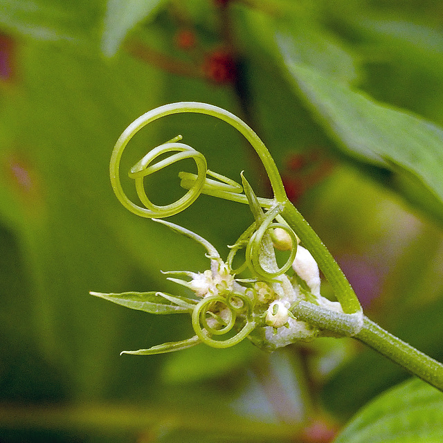 Unidentified plant, on way to Manzanilla Beach