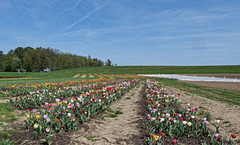 Tulpen