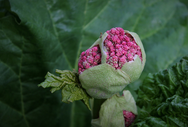 Rhubarbe - Rheum rhabarbatum