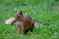 Young Blondie on her evening forage