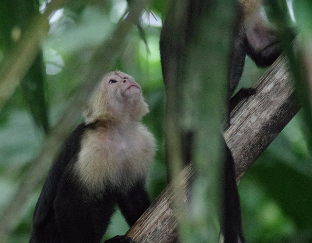 White-faced Capuchin