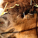 Mr. Al Paca --  after a roll in the hay ...