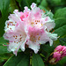 Rhododendron ~ Christmas Cheer