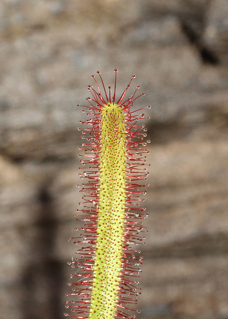 drosera spatulata