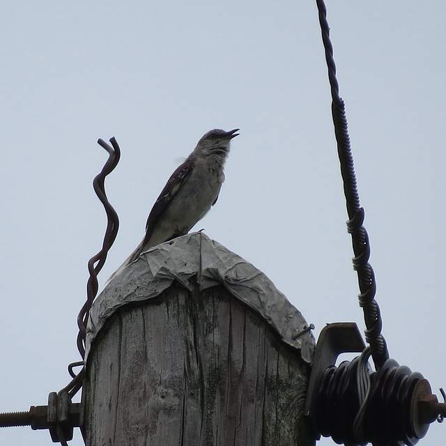 Northern mockingbird