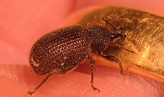 IMG 2065 Weevilv2