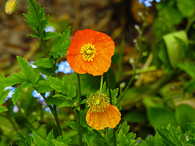 20220514 0898CPw [D~LIP] Kambrischer Scheinmohn (Papaver cambricum), Bad Salzuflen