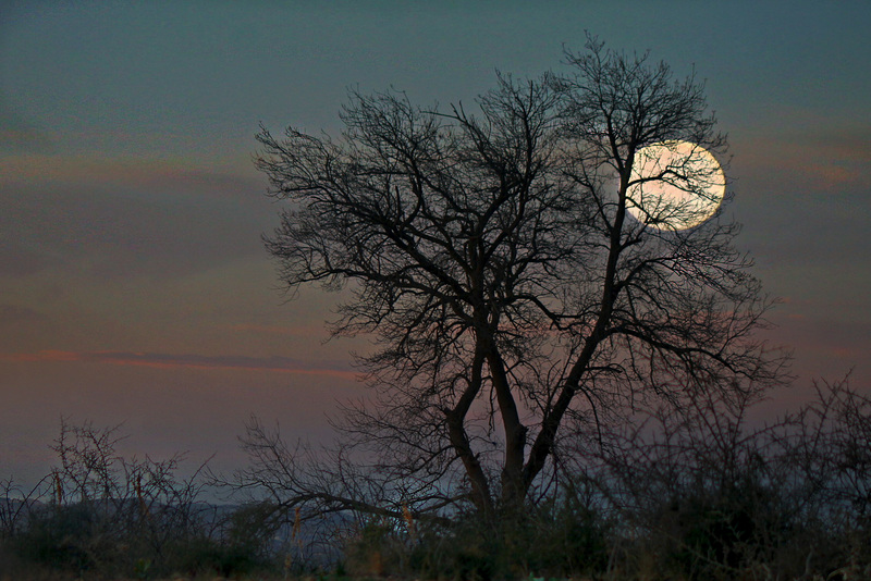 lune au couchant.