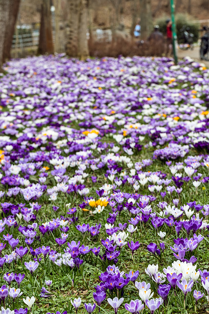 Krokusblüte in Chemnitz 23 03-100