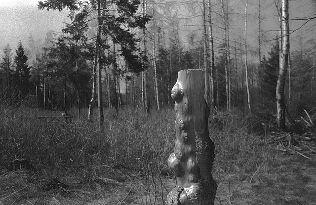 "Wald", Benneckenstein