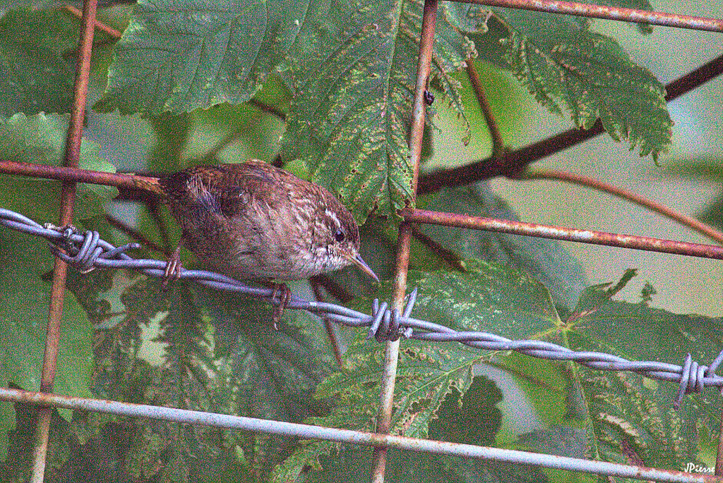 Troglodyte mignon au bagne