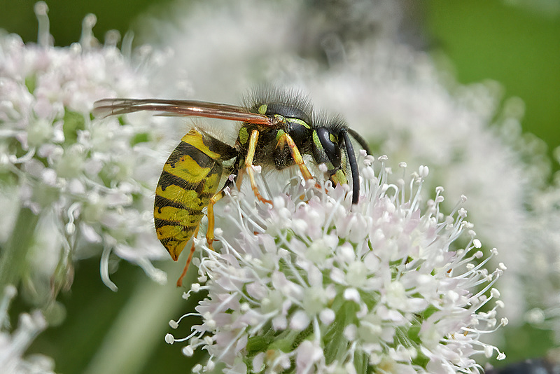 Common Wasp - Vespula vulgaris