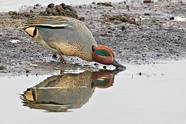 Eurasian Teal - Anas crecca