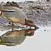 Eurasian Teal - Anas crecca