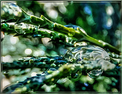 Wassertropfen als Vergrößerungsglas.  ©UdoSm