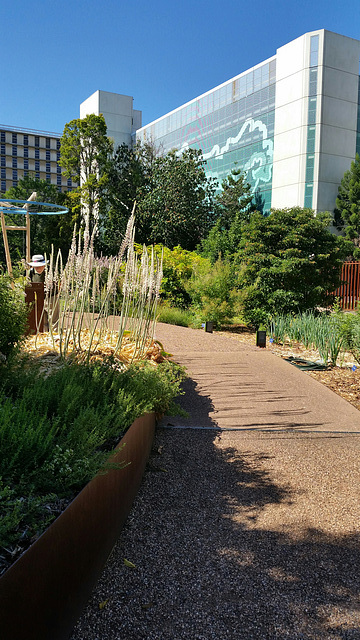 In the medicinal garden