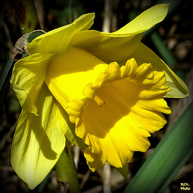 à coup de trompes, elle annonce le printemps..!