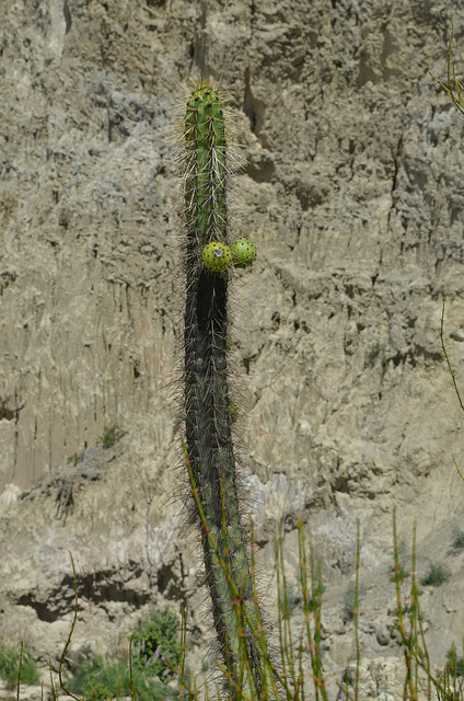 La Paz, Moon Valley (Valle de la Luna), Cactus with Two Children