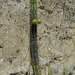 La Paz, Moon Valley (Valle de la Luna), Cactus with Two Children