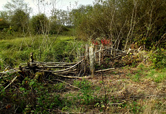 Broken willow fence