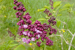 Couleurs lilas