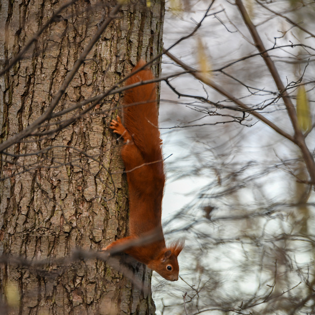 Eichhörnchen