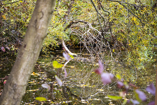 Herbst zeitlos (PiP)