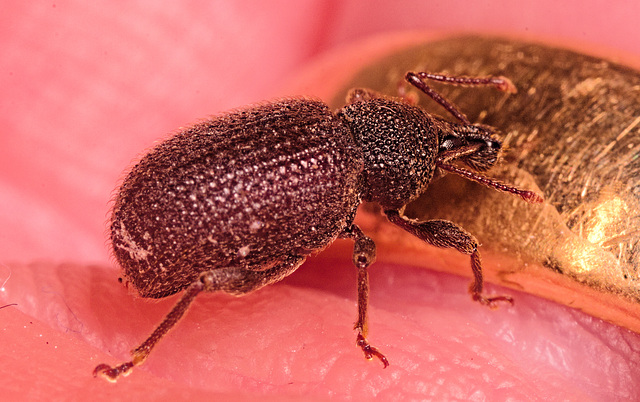 IMG 2066 Weevilv2