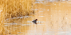 Little grebe