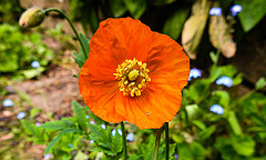 20220514 0899CPw [D~LIP] Kambrischer Scheinmohn (Papaver cambricum), Bad Salzuflen