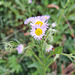 Einjähriges Berufkraut (Erigeron annuus)