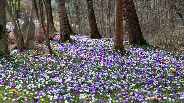 Krokusblüte in Chemnitz 23 03-101