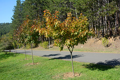 Bulgaria, Autumn 2024, Walking Alley in the Park of Bachinovo