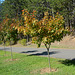 Bulgaria, Autumn 2024, Walking Alley in the Park of Bachinovo