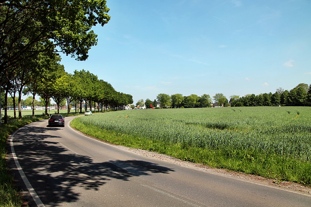 Josef-Albers-Straße (Bottrop-Egen) / 11.05.2024