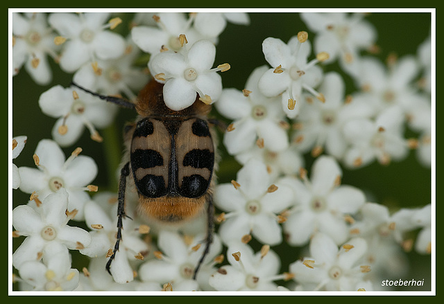 Tuft beetles in the elderberry
