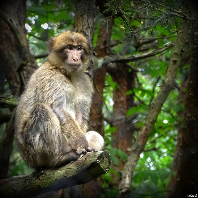 Regard de macaque...!