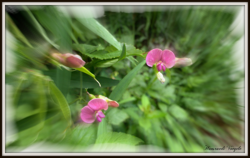 Kleine Blüte